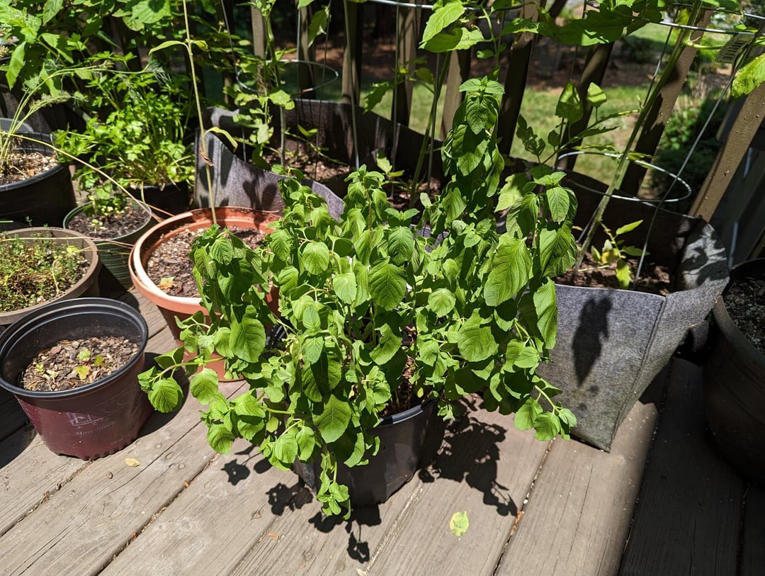 grown mint plant