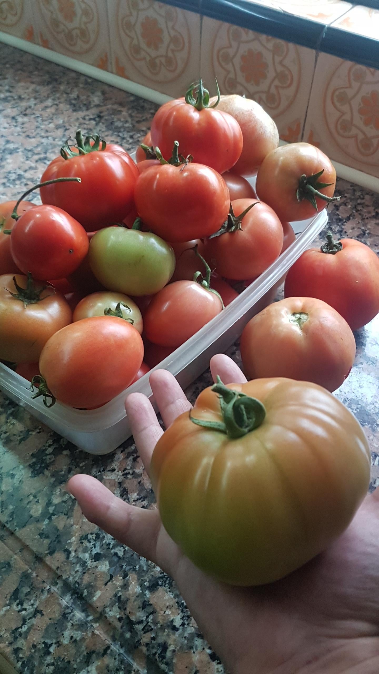 harvesting tomatoes