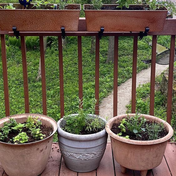 herbs growing in pots on a deck