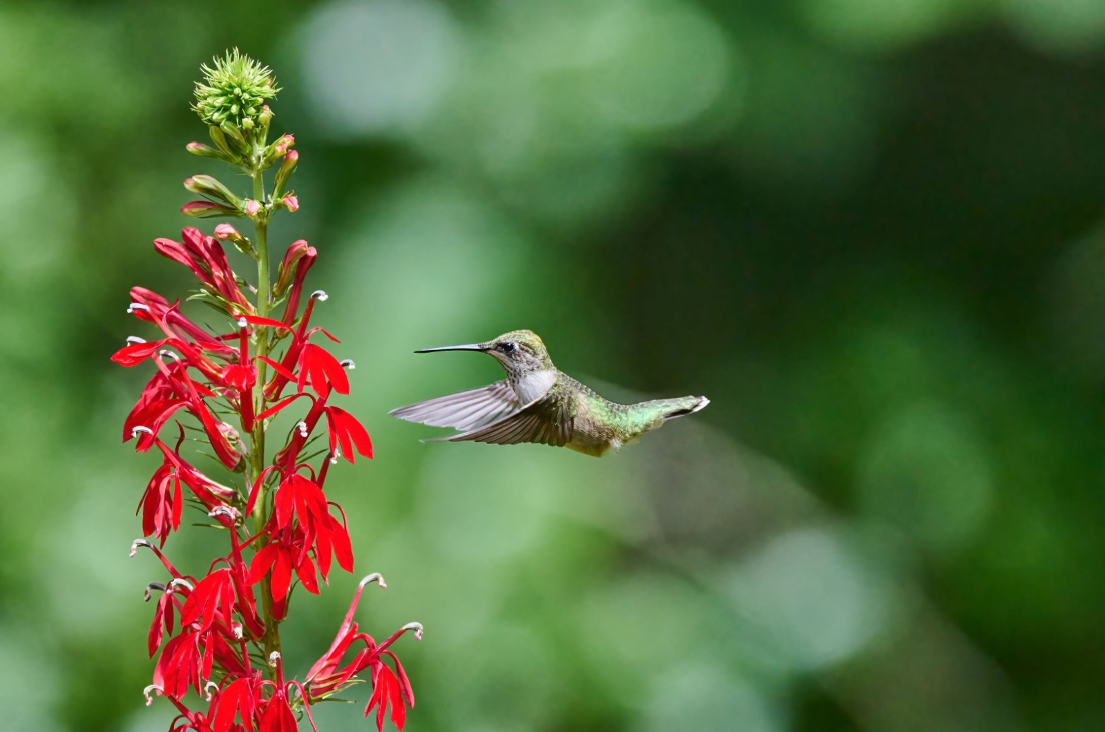 hummingbird and cardinal flower