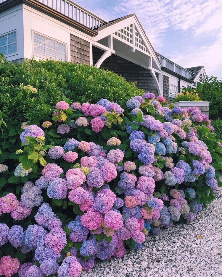 hydrangea bush