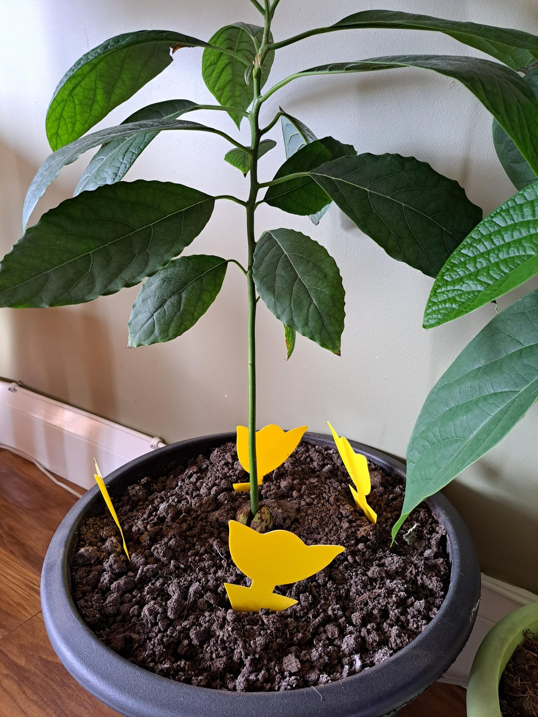 indoor plant covered with flies