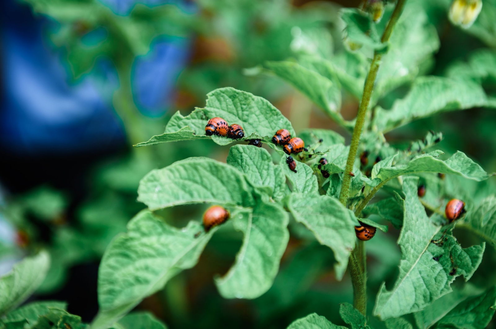 insects on leaves