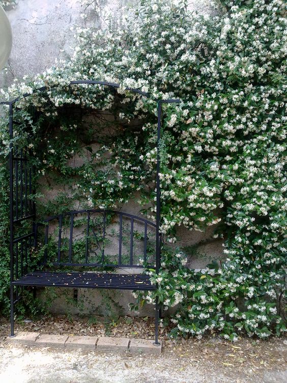 jasmine blossomed by the stone