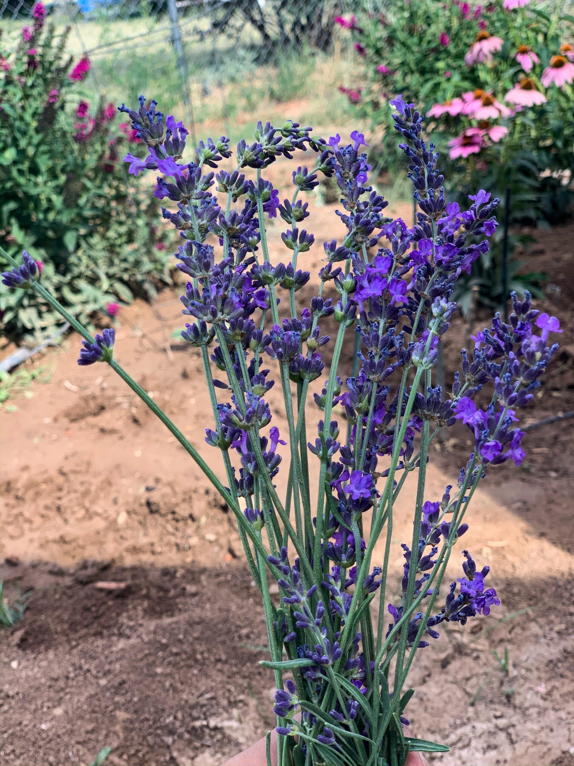 lavander growing