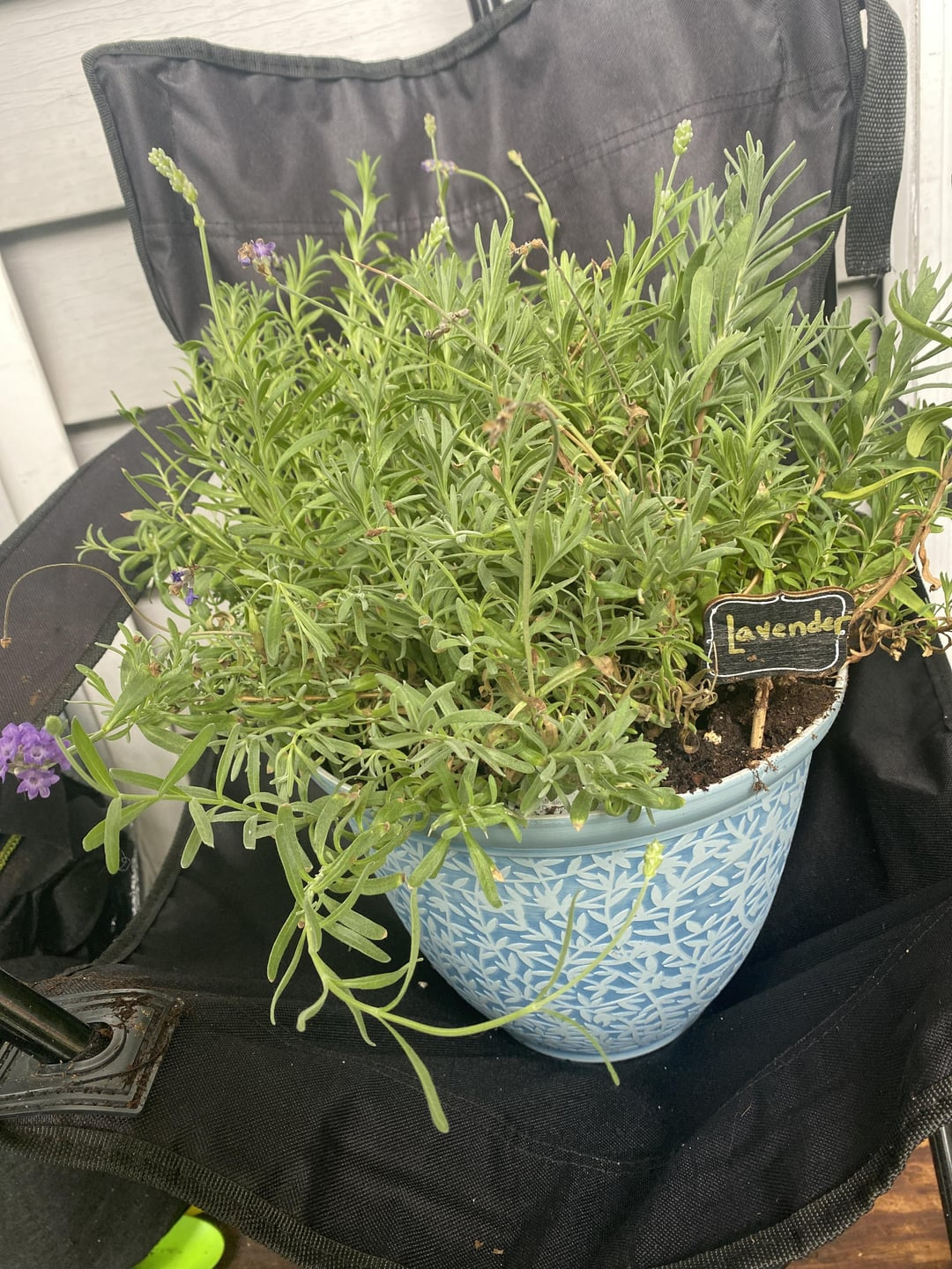 lavender in a pot