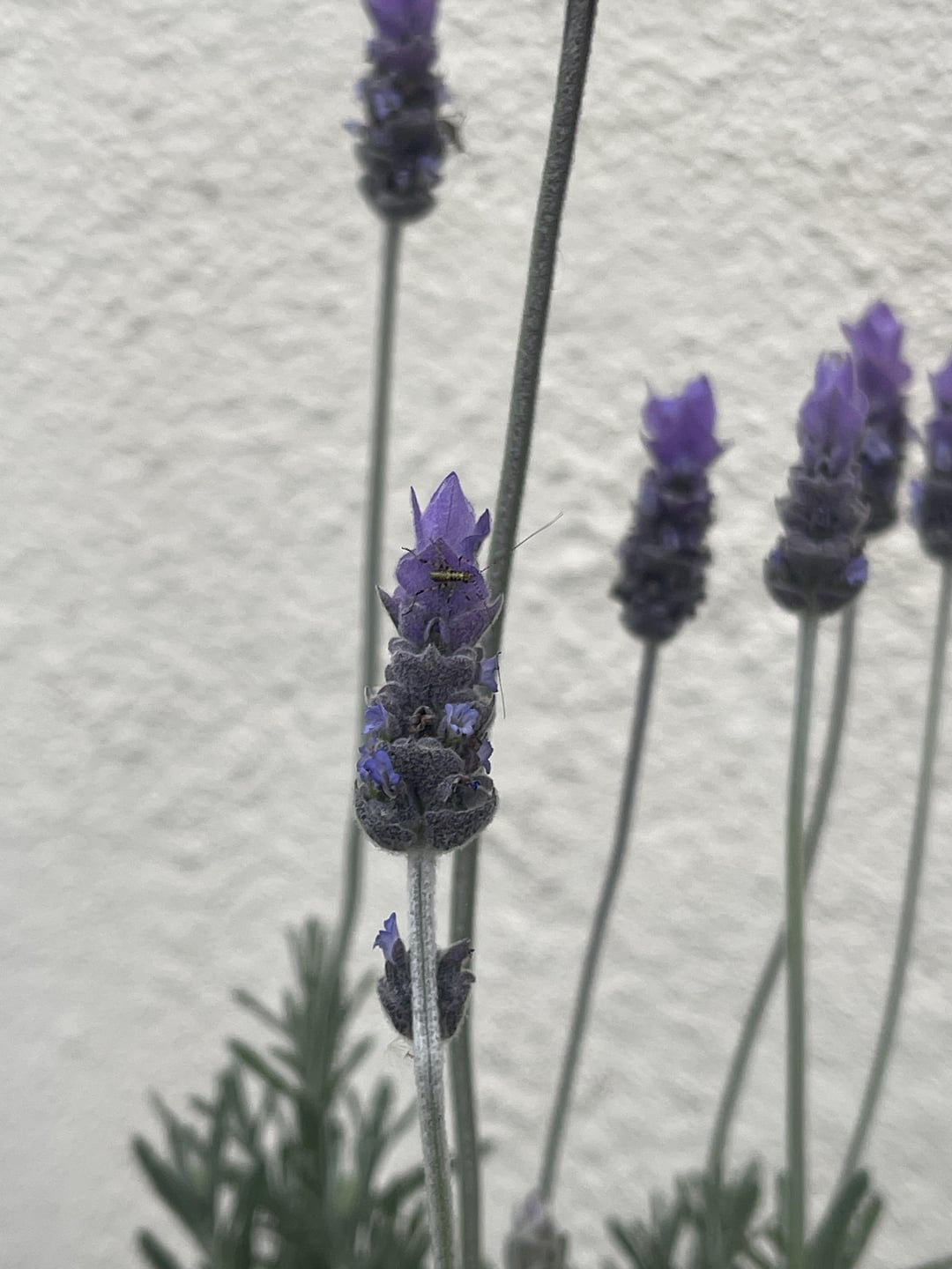 lavender with pests