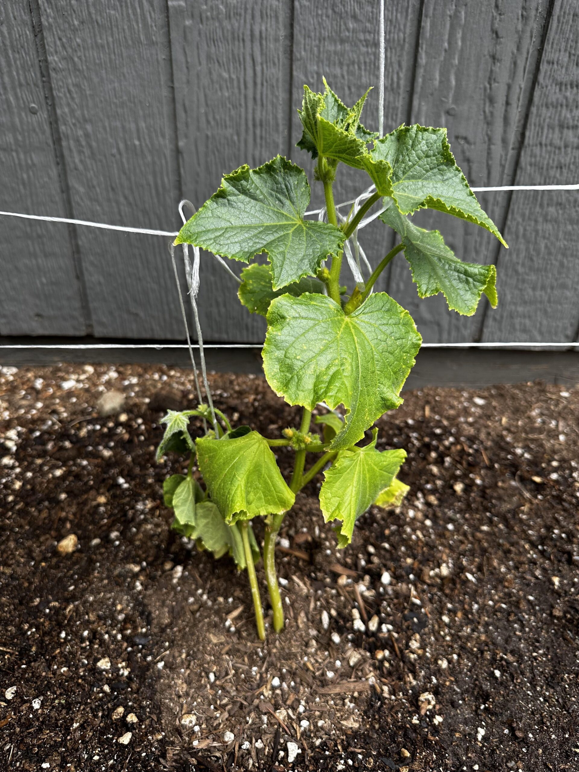 lemon cucumber in garden