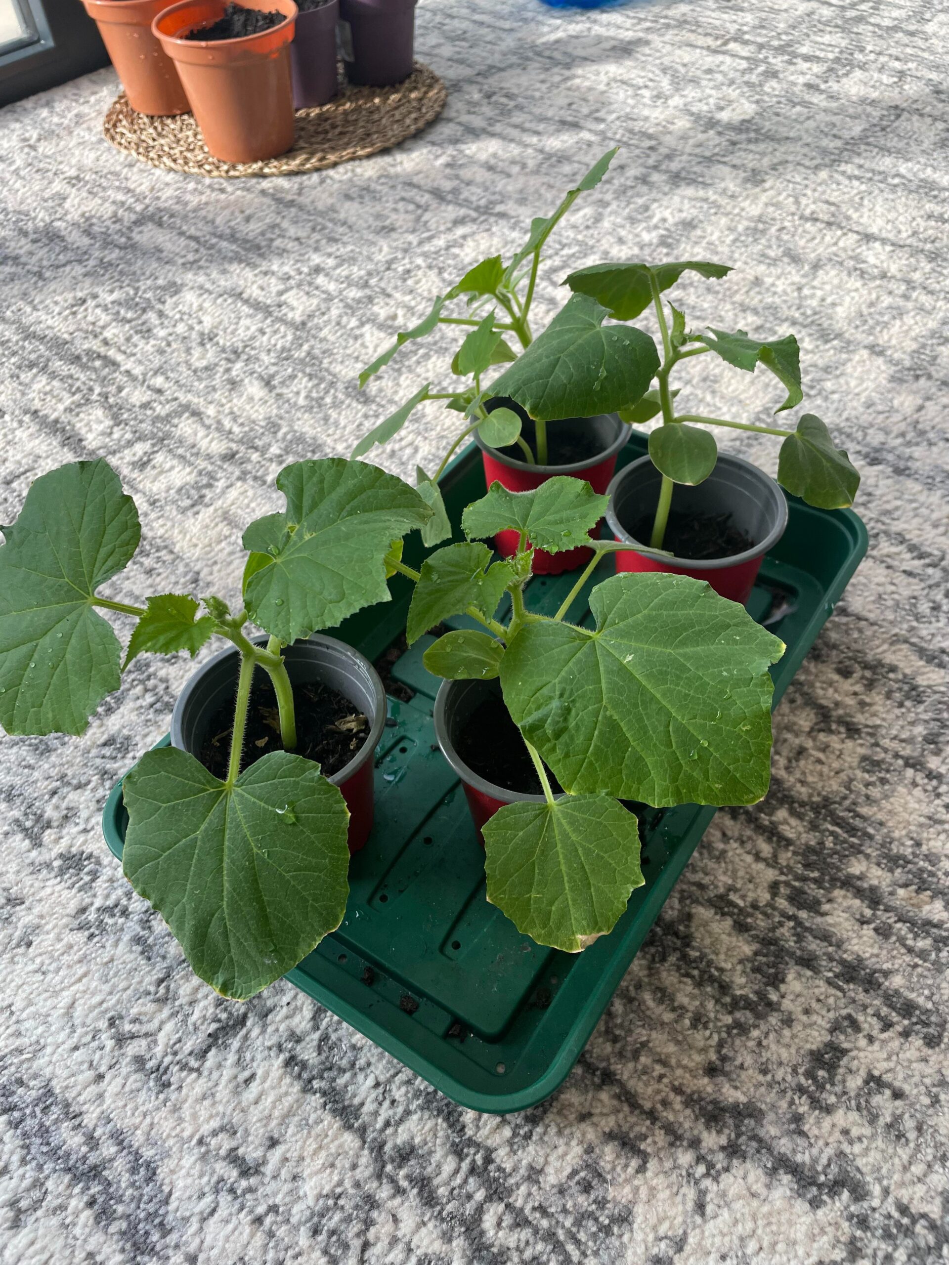 lemon cucumber in pots