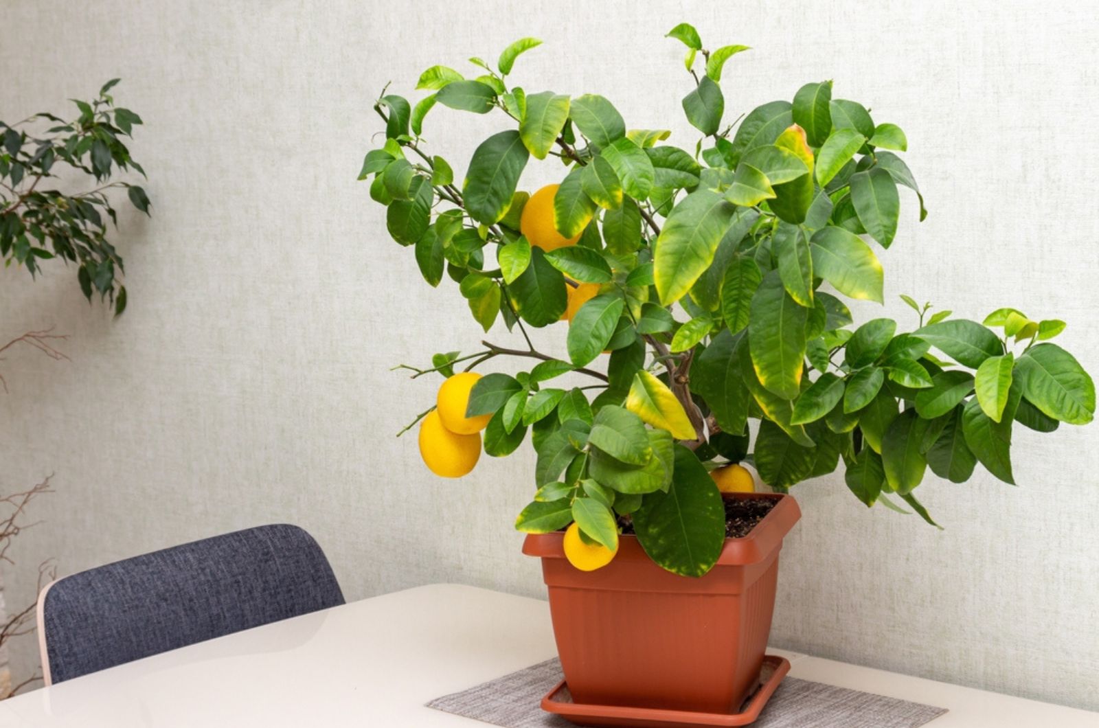 lemon tree in a pot on the table