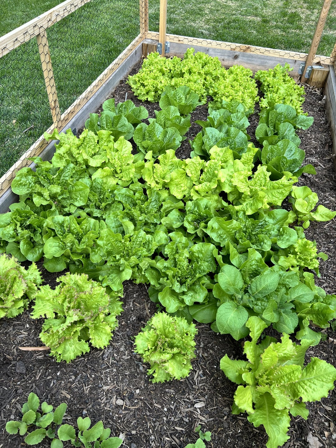 lettuce growing in garden