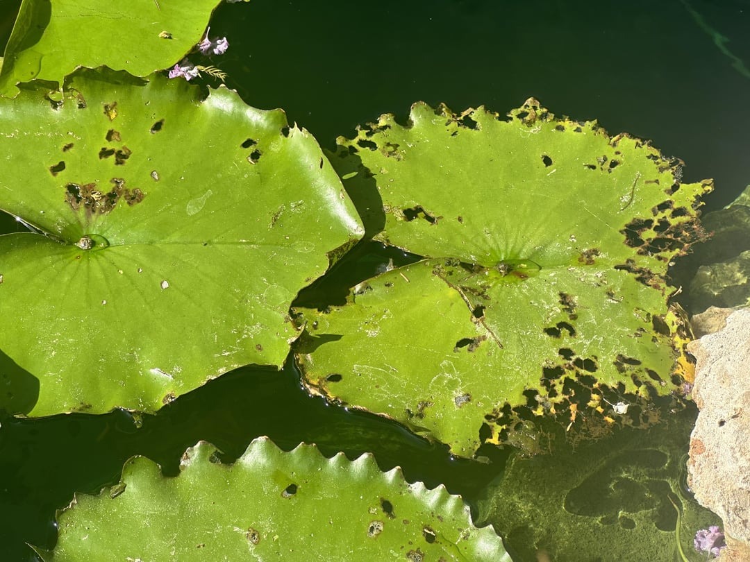 lily pads