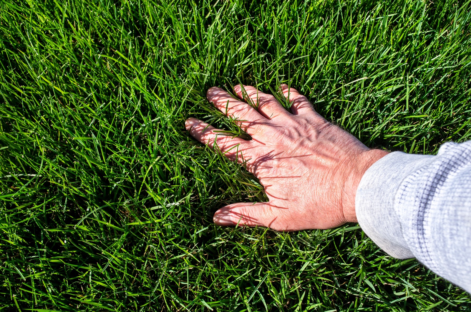 man inspecting lush green grass