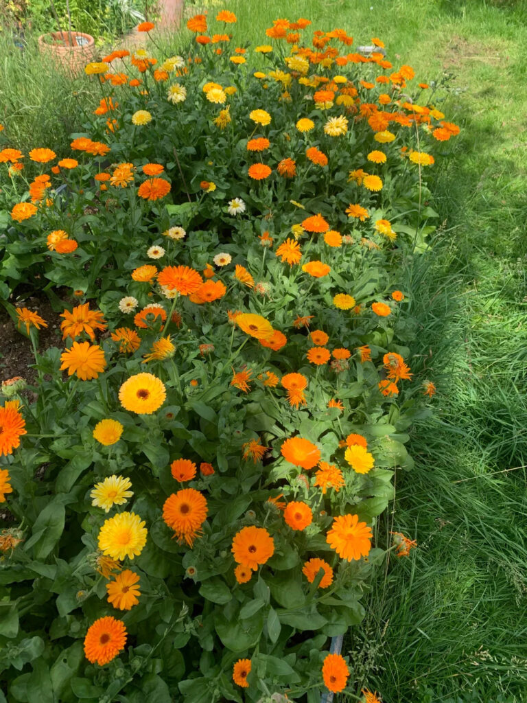 marigold planted in the field