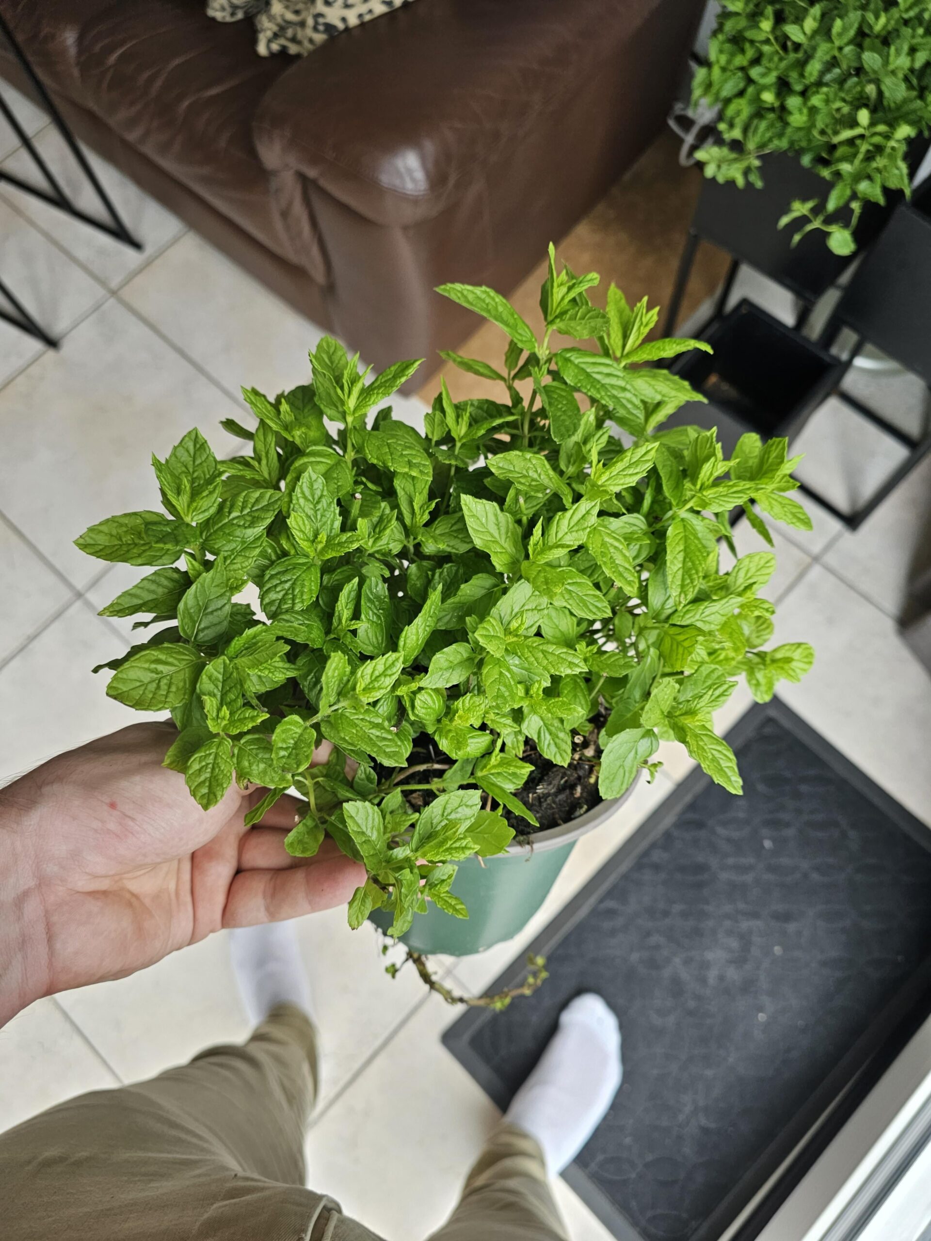 mint in pot