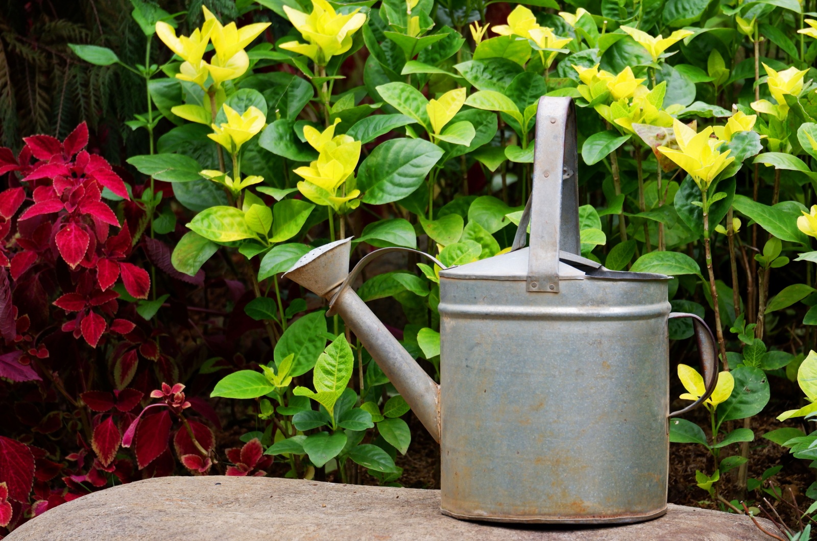 old vintage rusty watering can