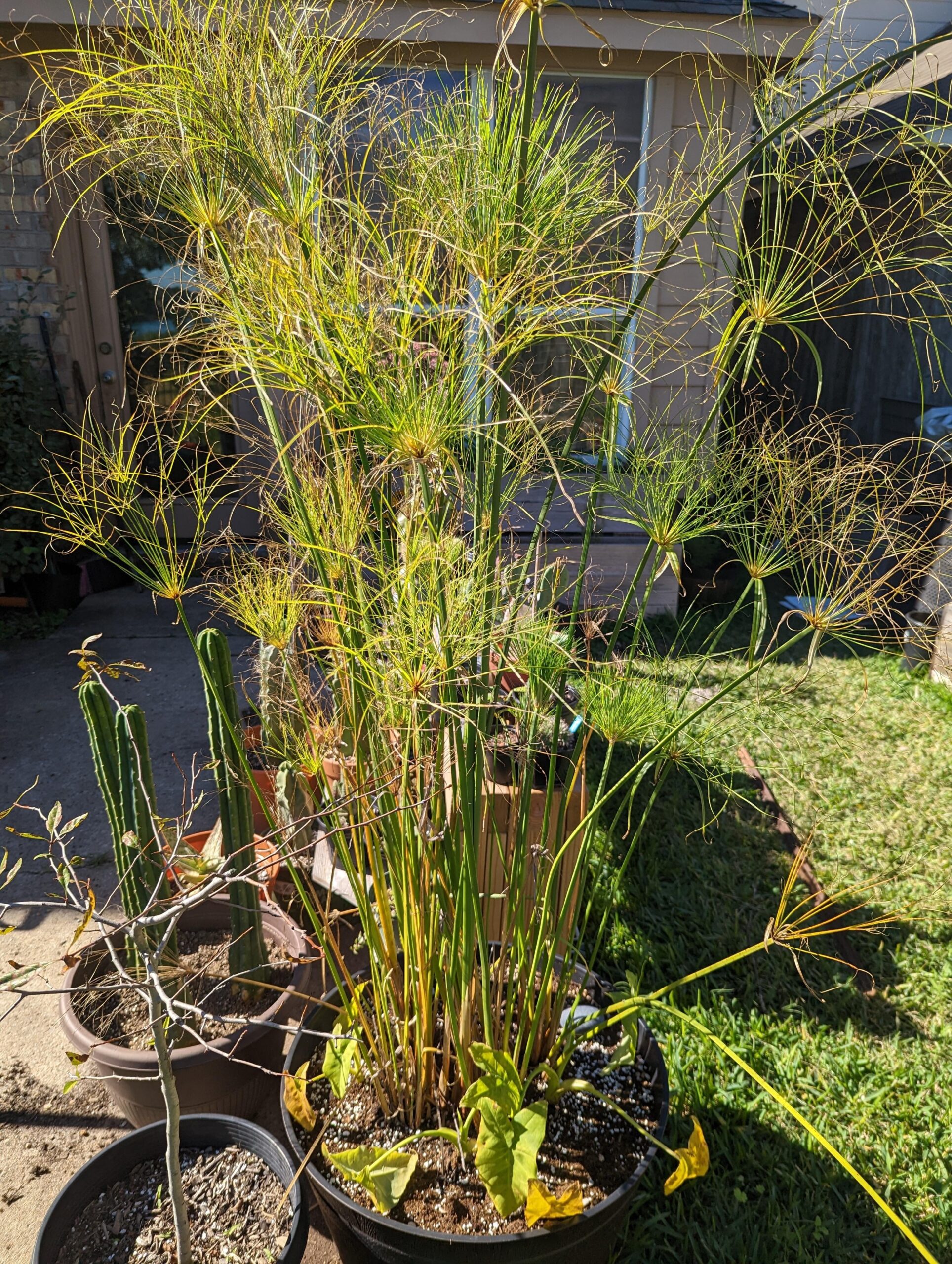 papyrus plant