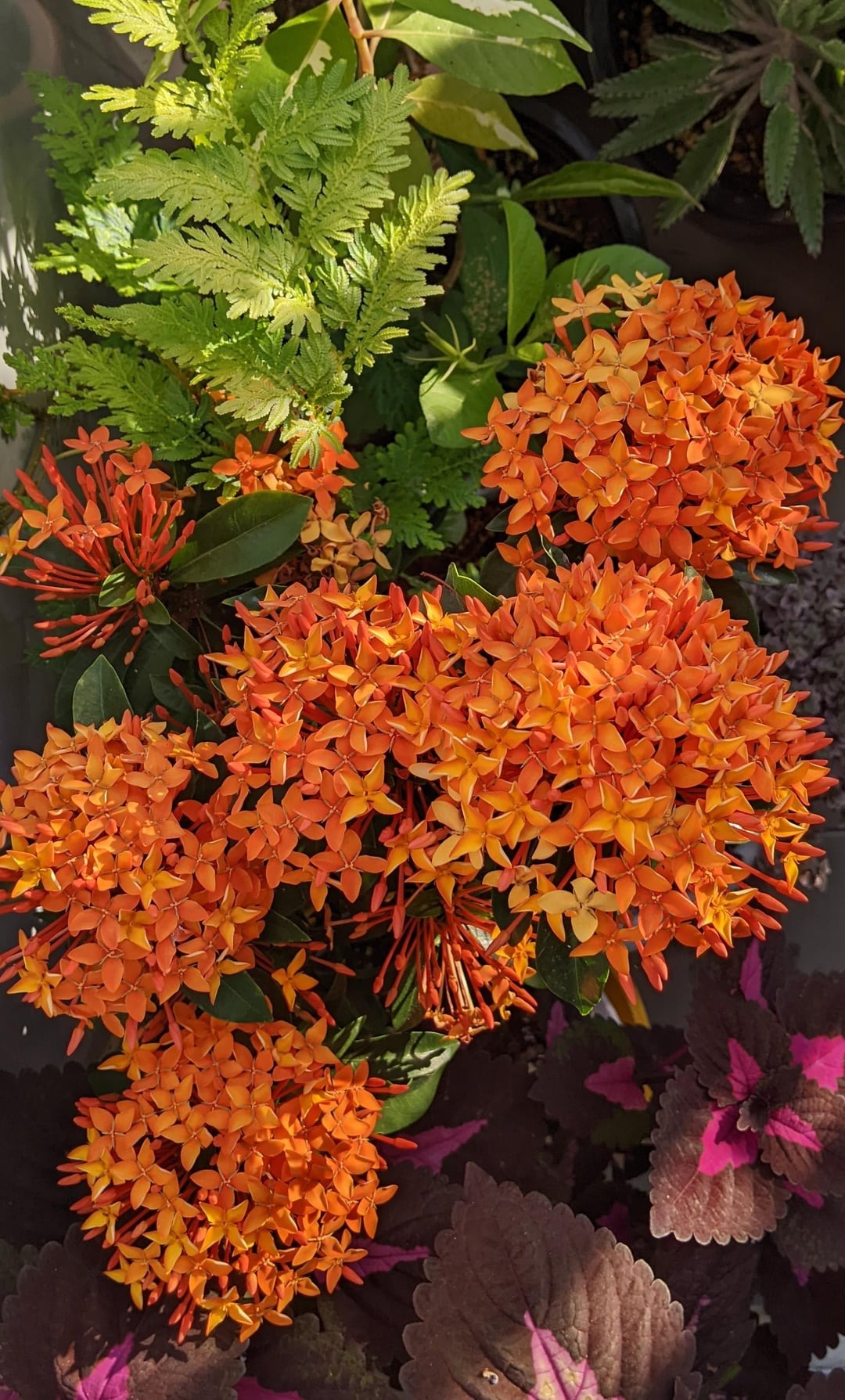 peach ixora