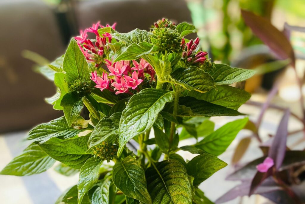 pentas flowers