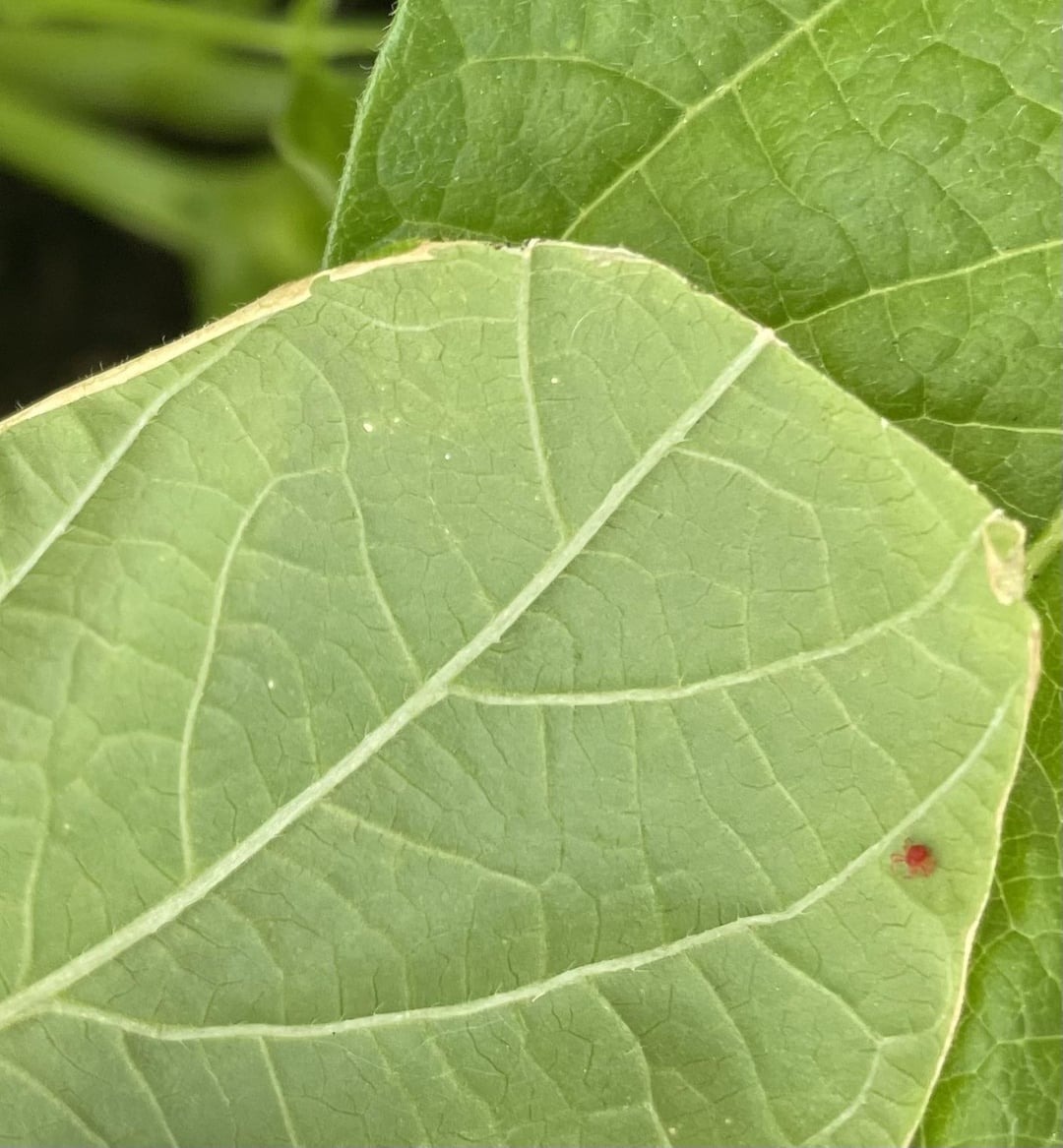 pests on bean leaves