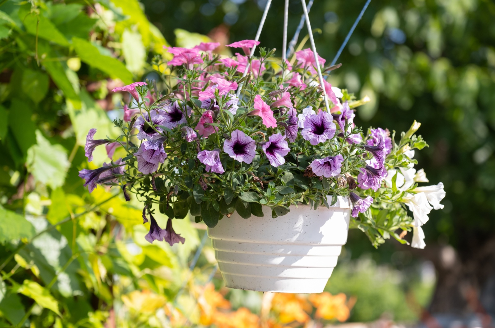 petunias in a hanging basket