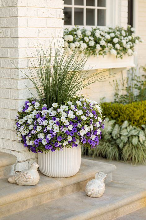 petunias in a white pot