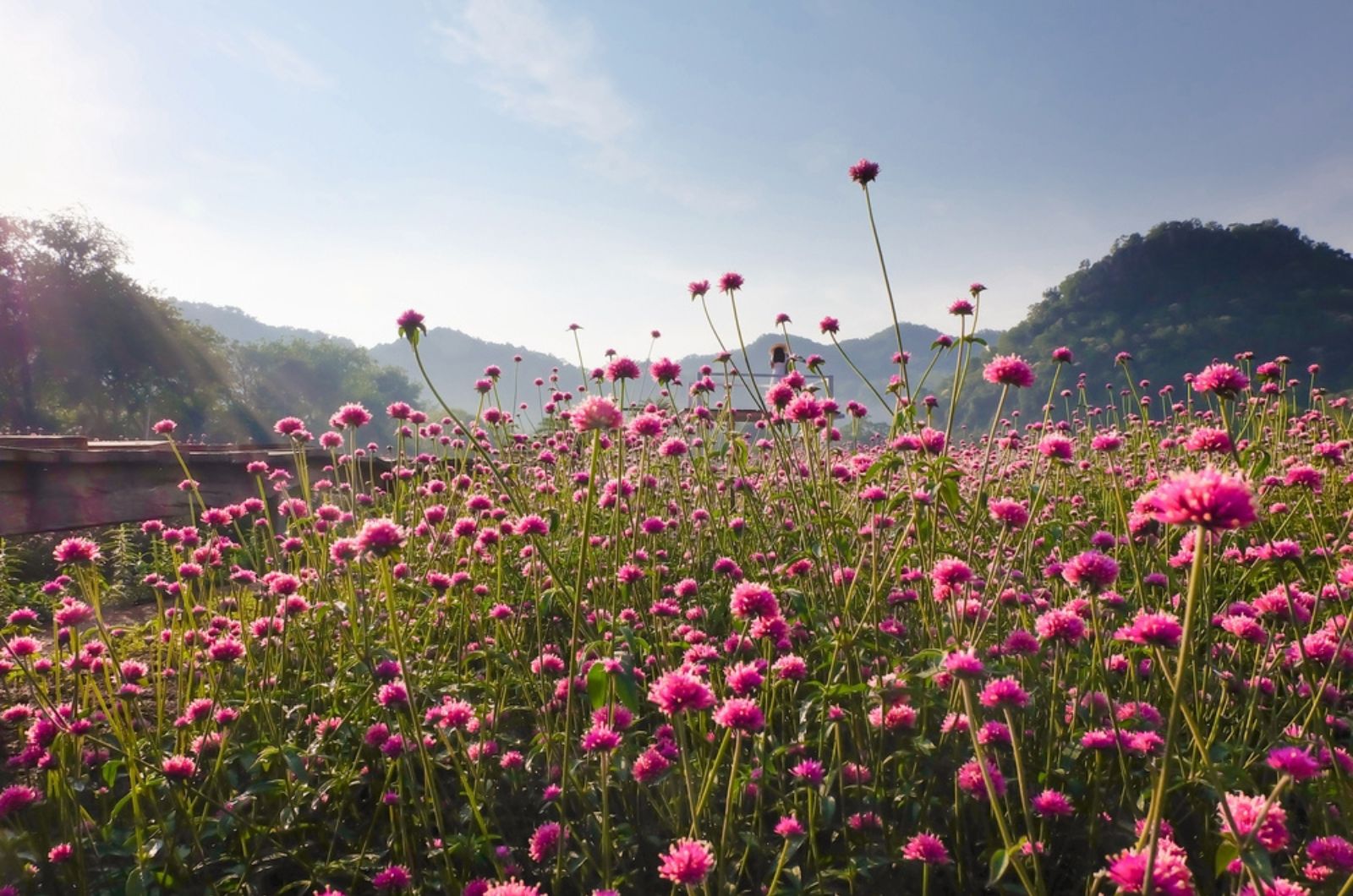 pink amaranth flower blossom on field