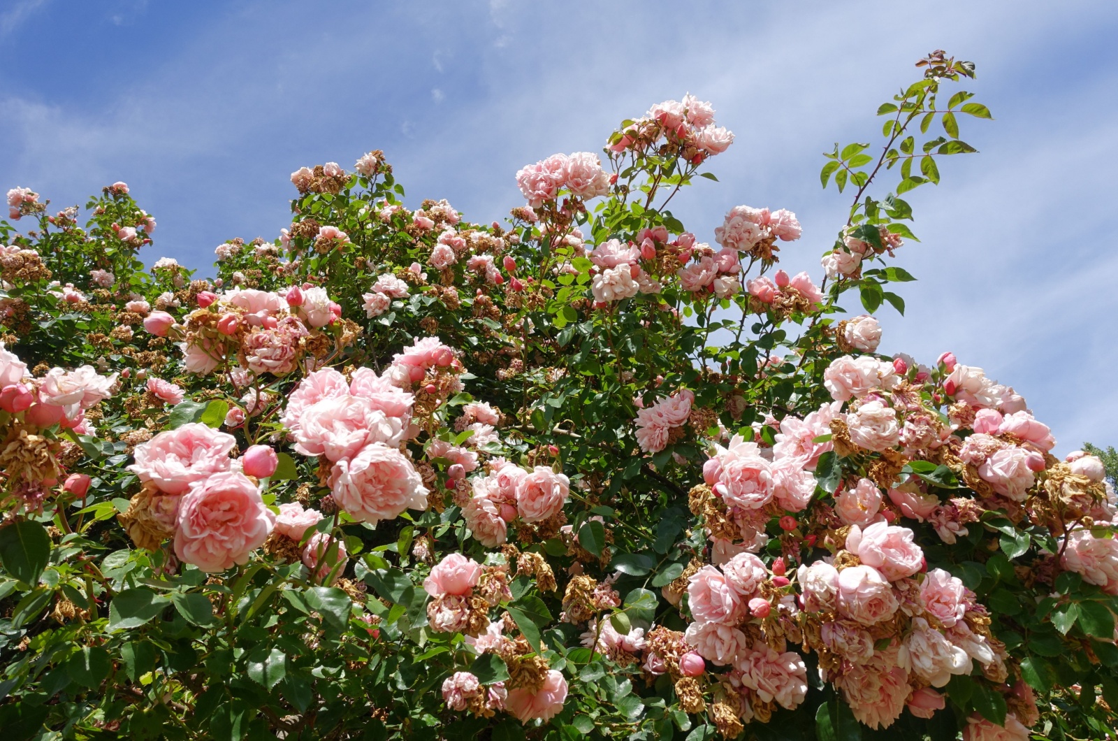 pink camellia flowers