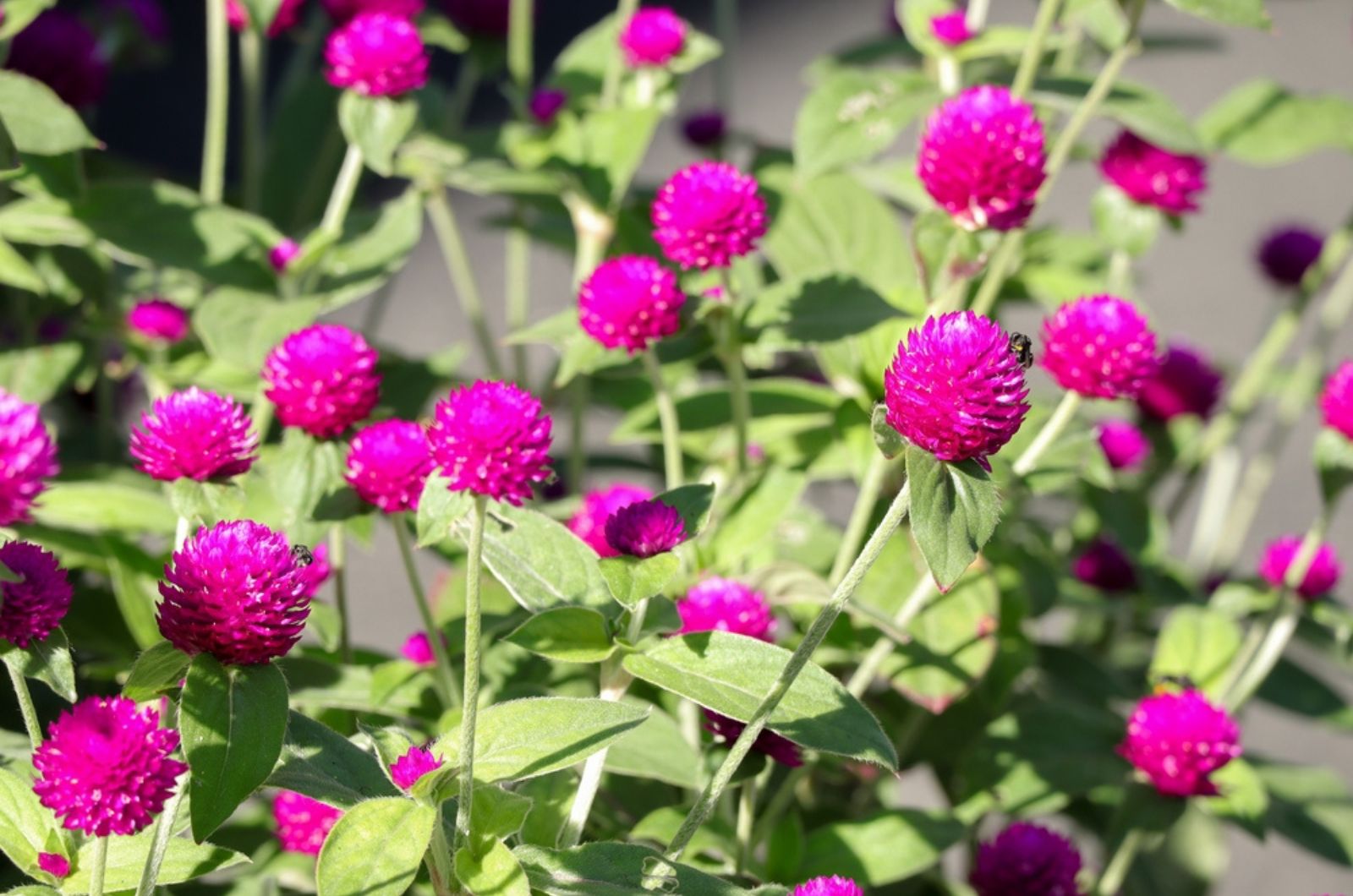 pink globe amaranth