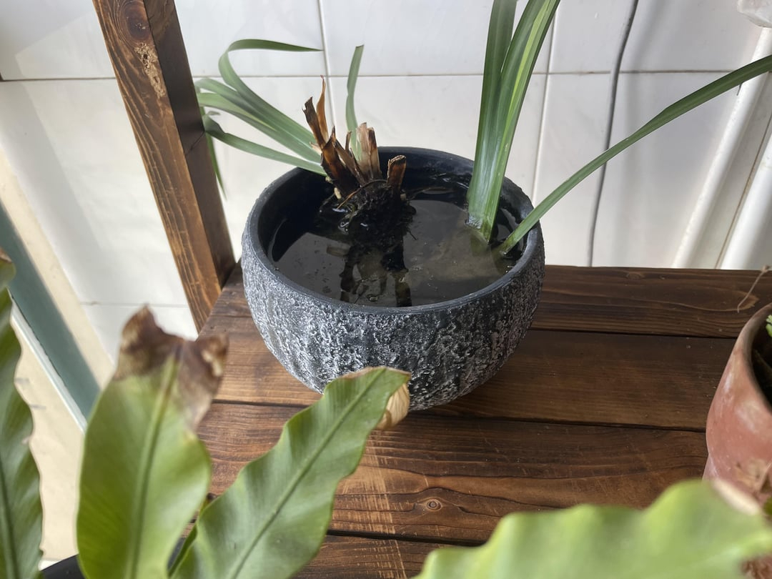 plant pot filled with water