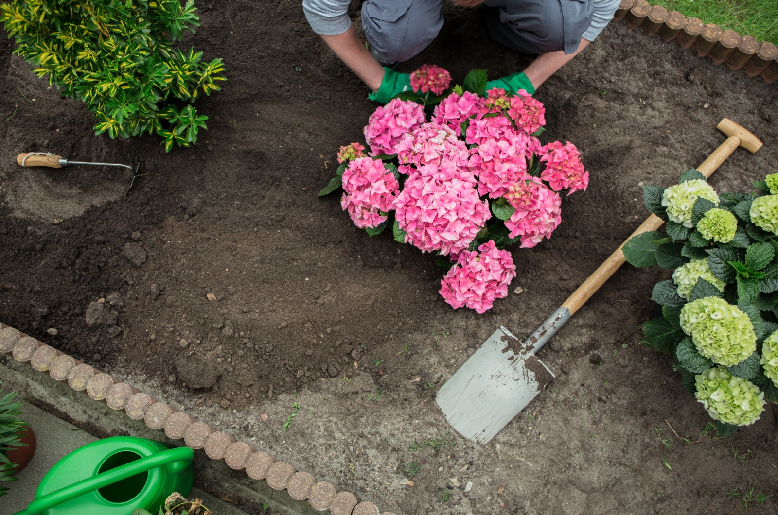 planting hydrangea