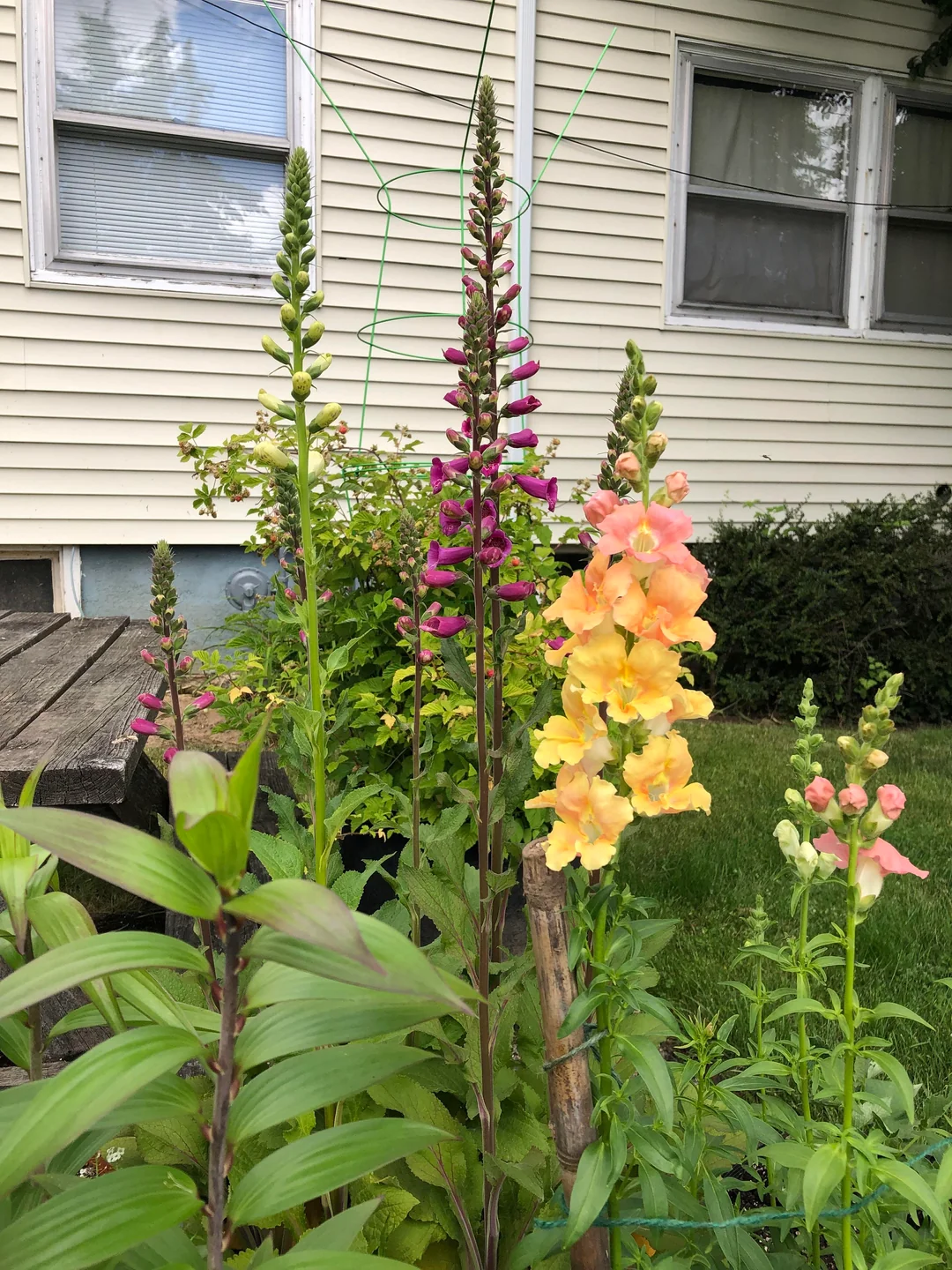 plants growing in garden