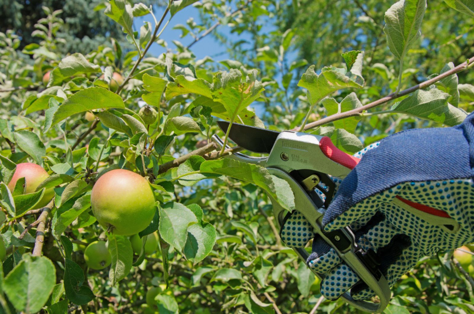 pruning apple tree