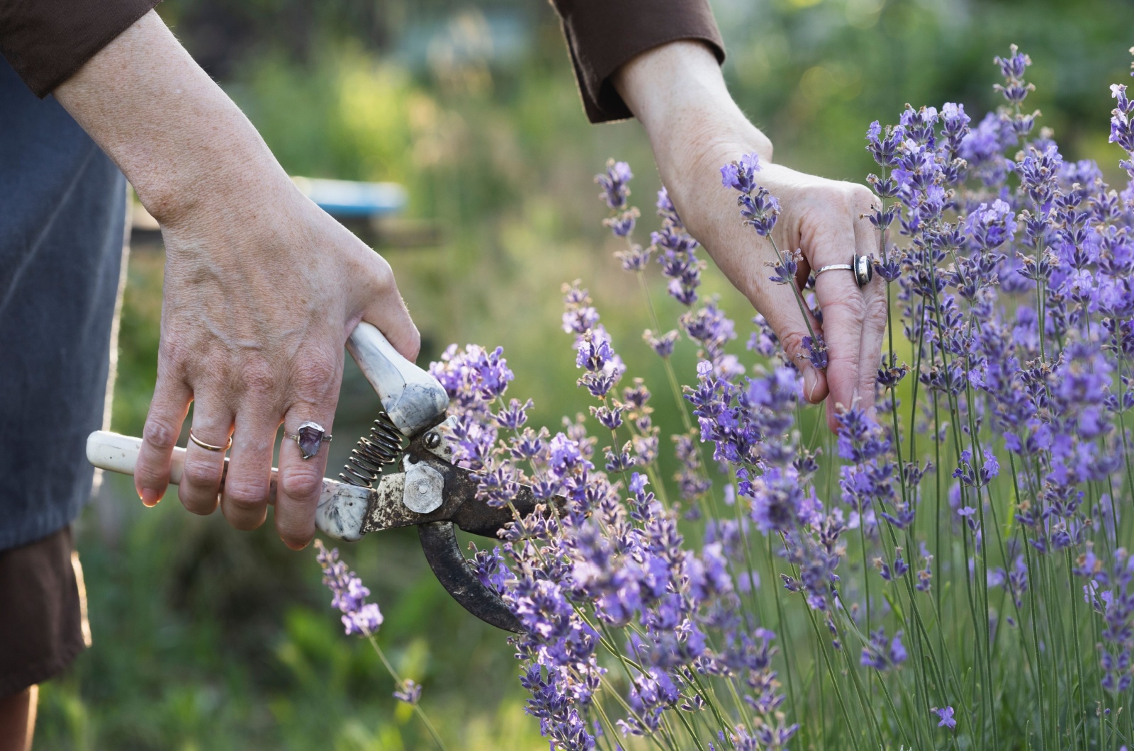 pruning lavender bush in the garden