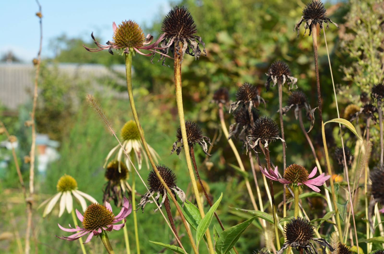 purple coneflower