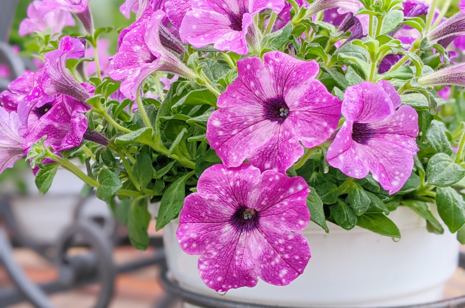 purple petunias