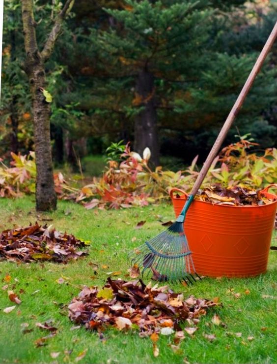 rake for buying leaves