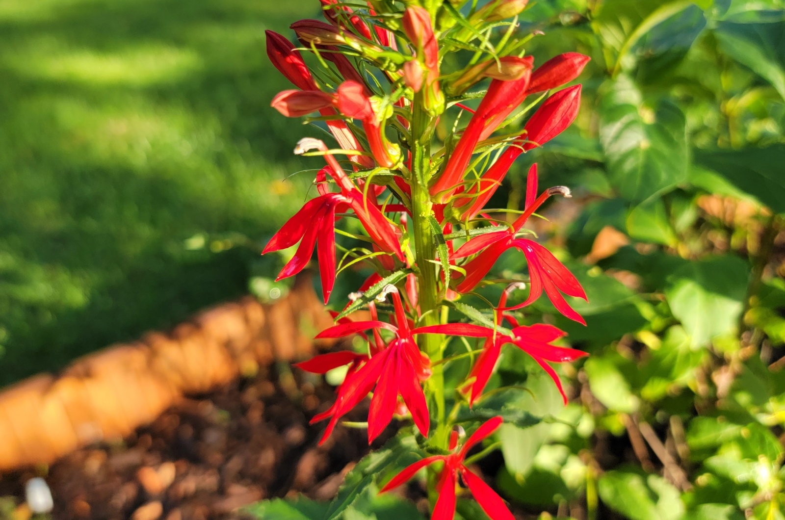 red cardinal flower bloom