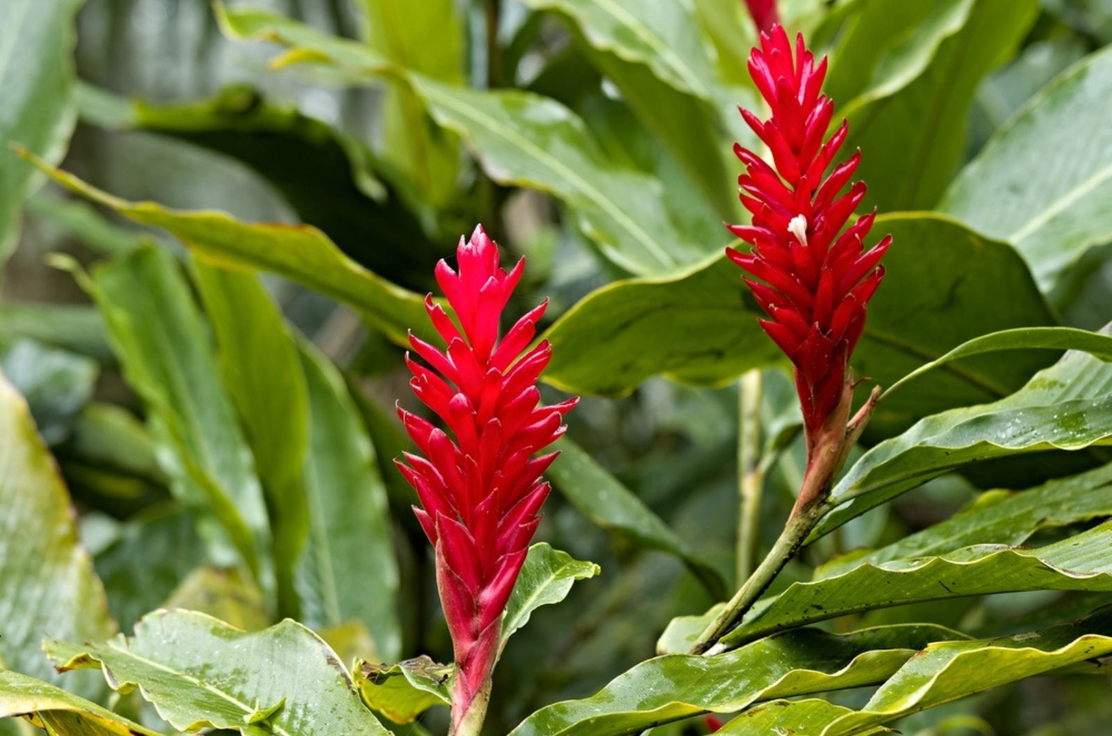 red ginger flowers