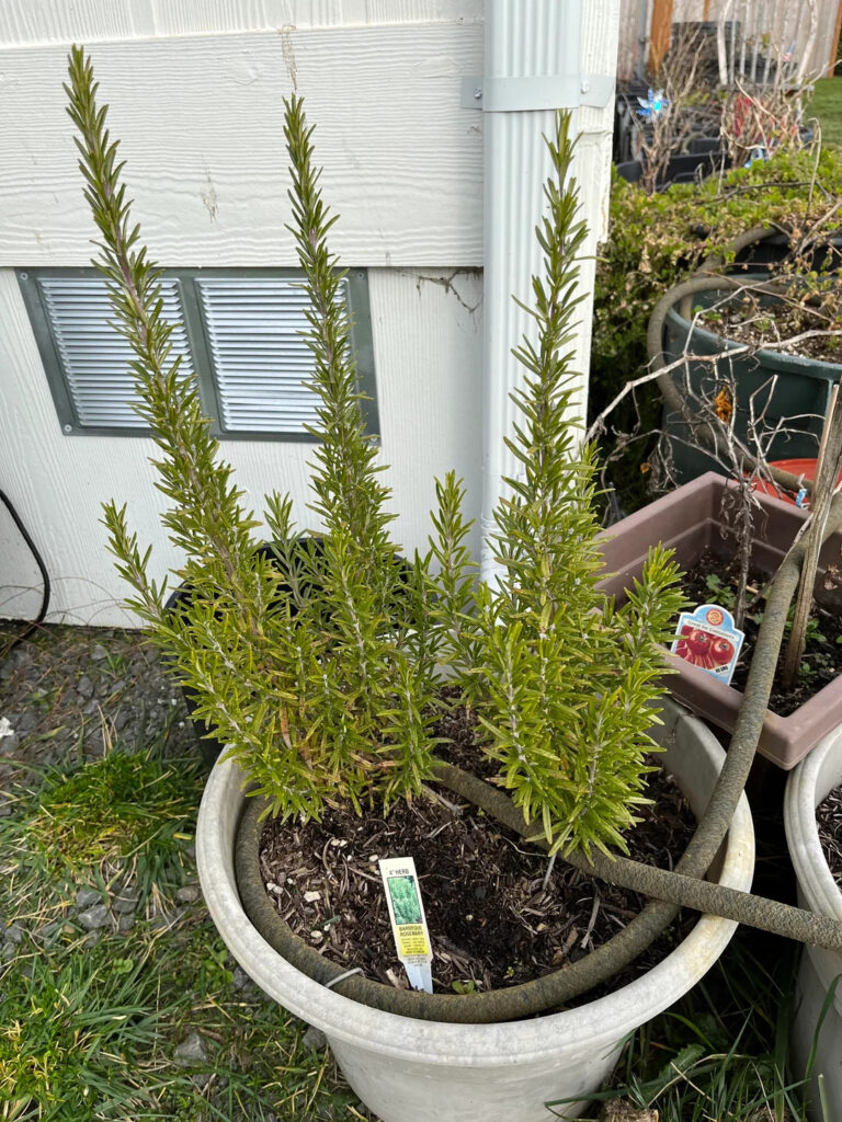 rosemary in a large white pot