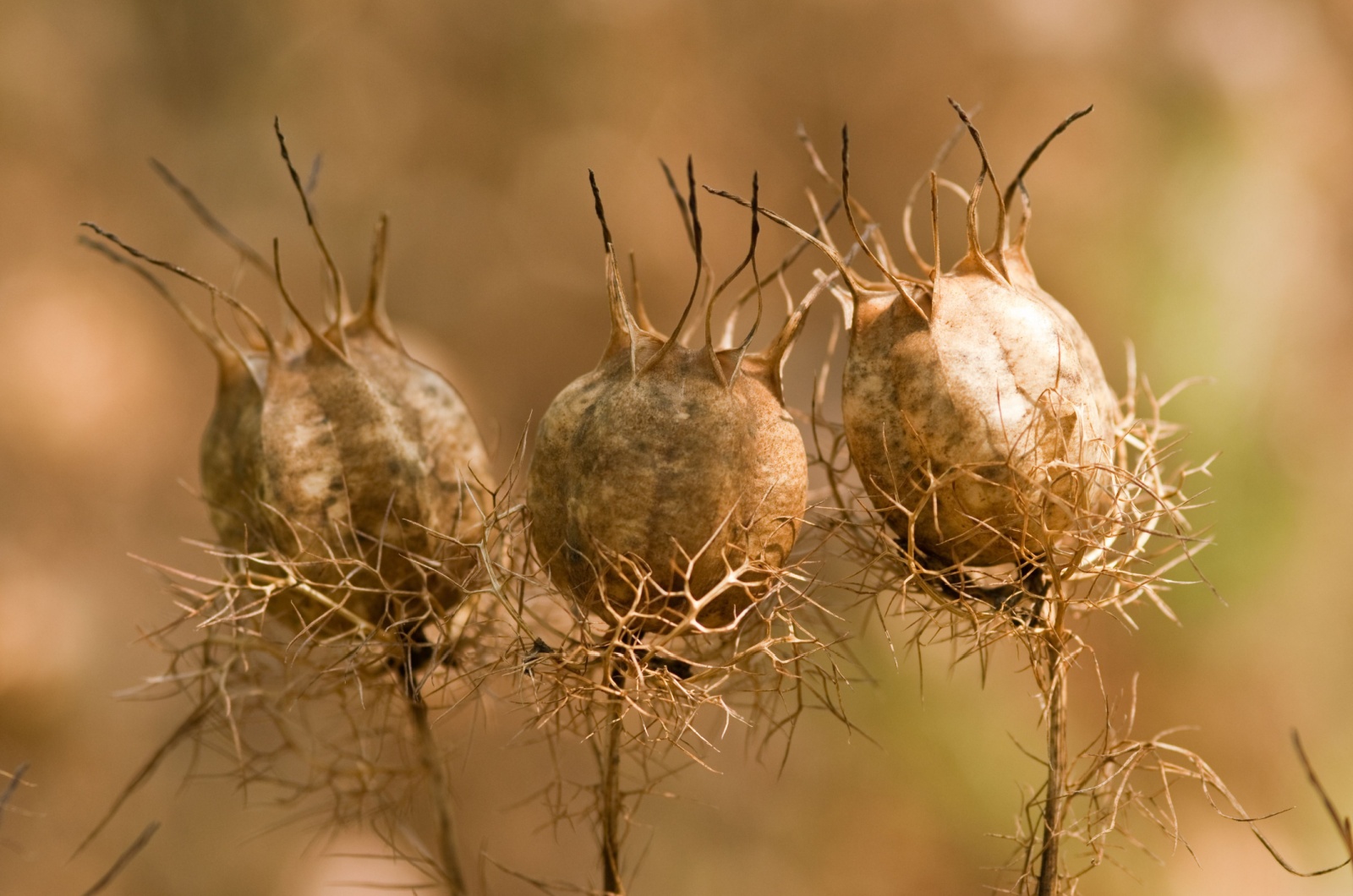 row of three dry capsules of Nigella flower