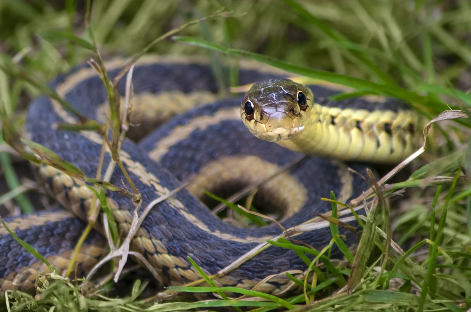 snake in garden