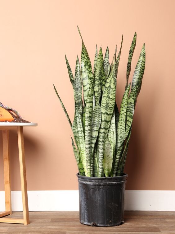 snake plant in pot