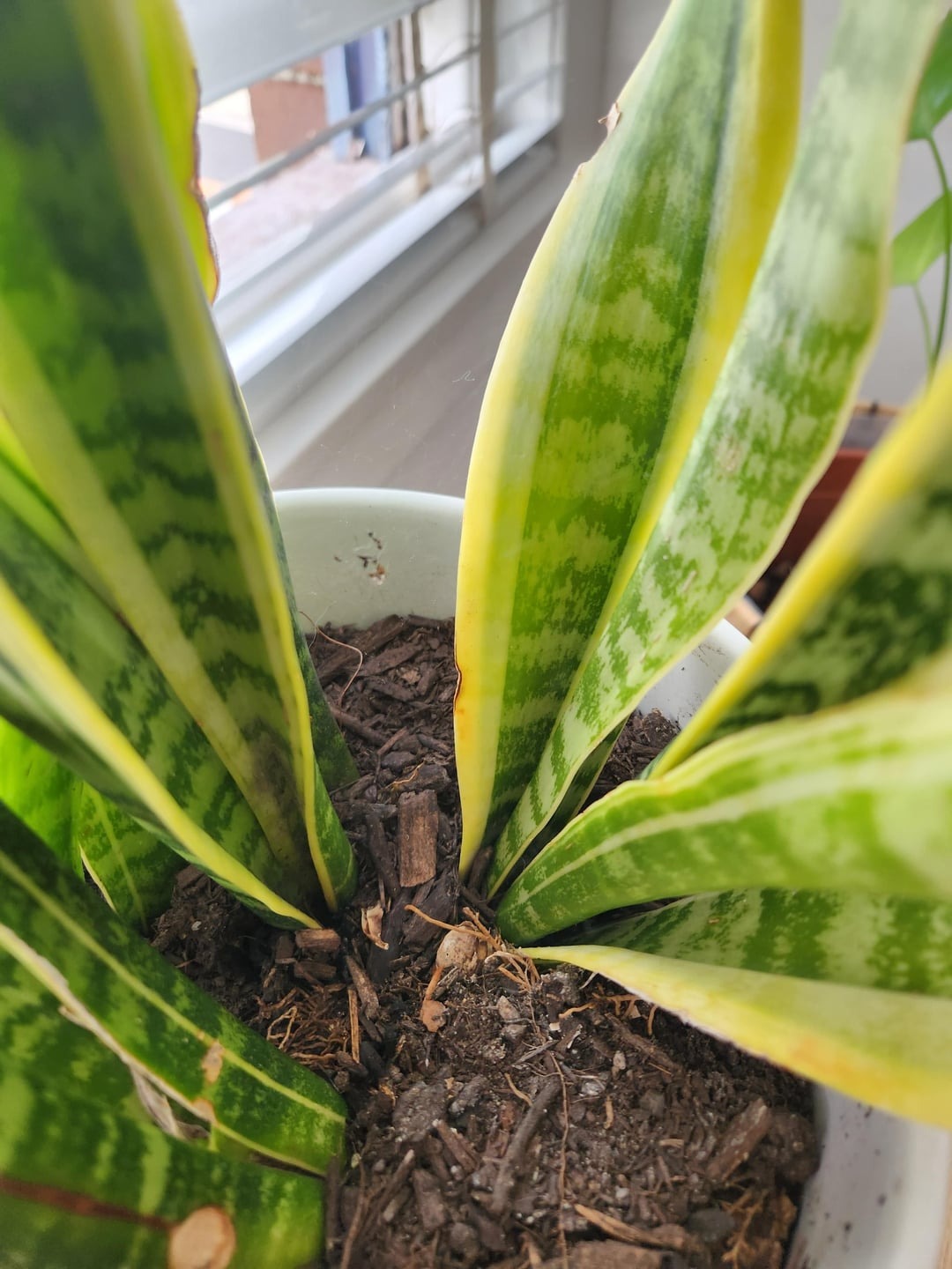 spider in plant