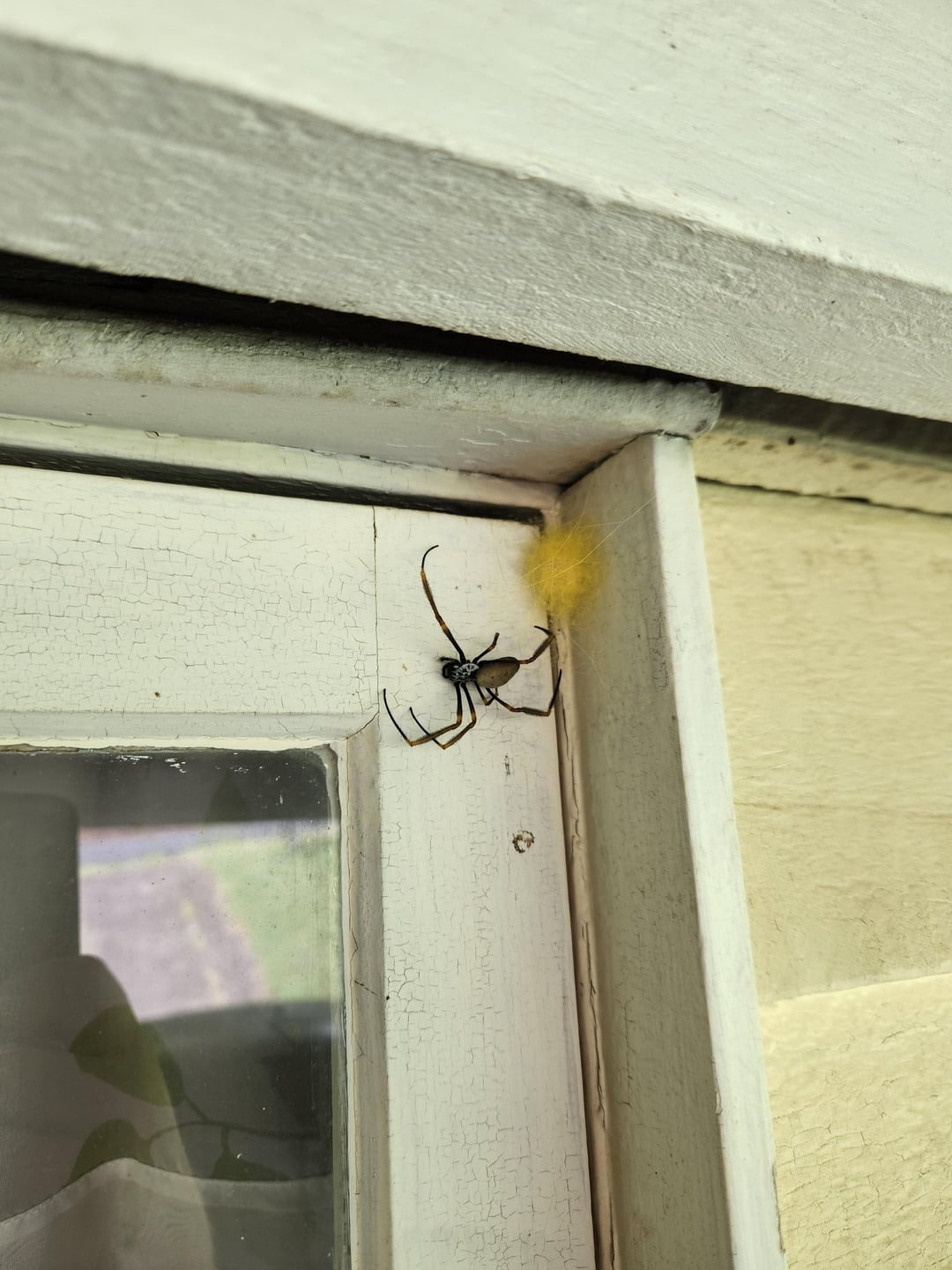 spider on the door