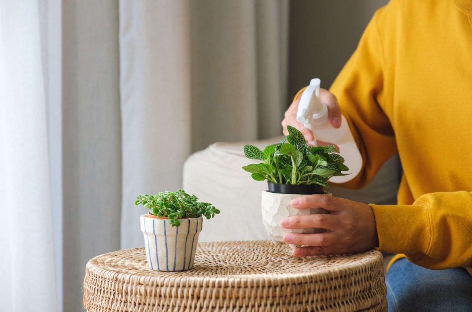 spraying plant in the pot