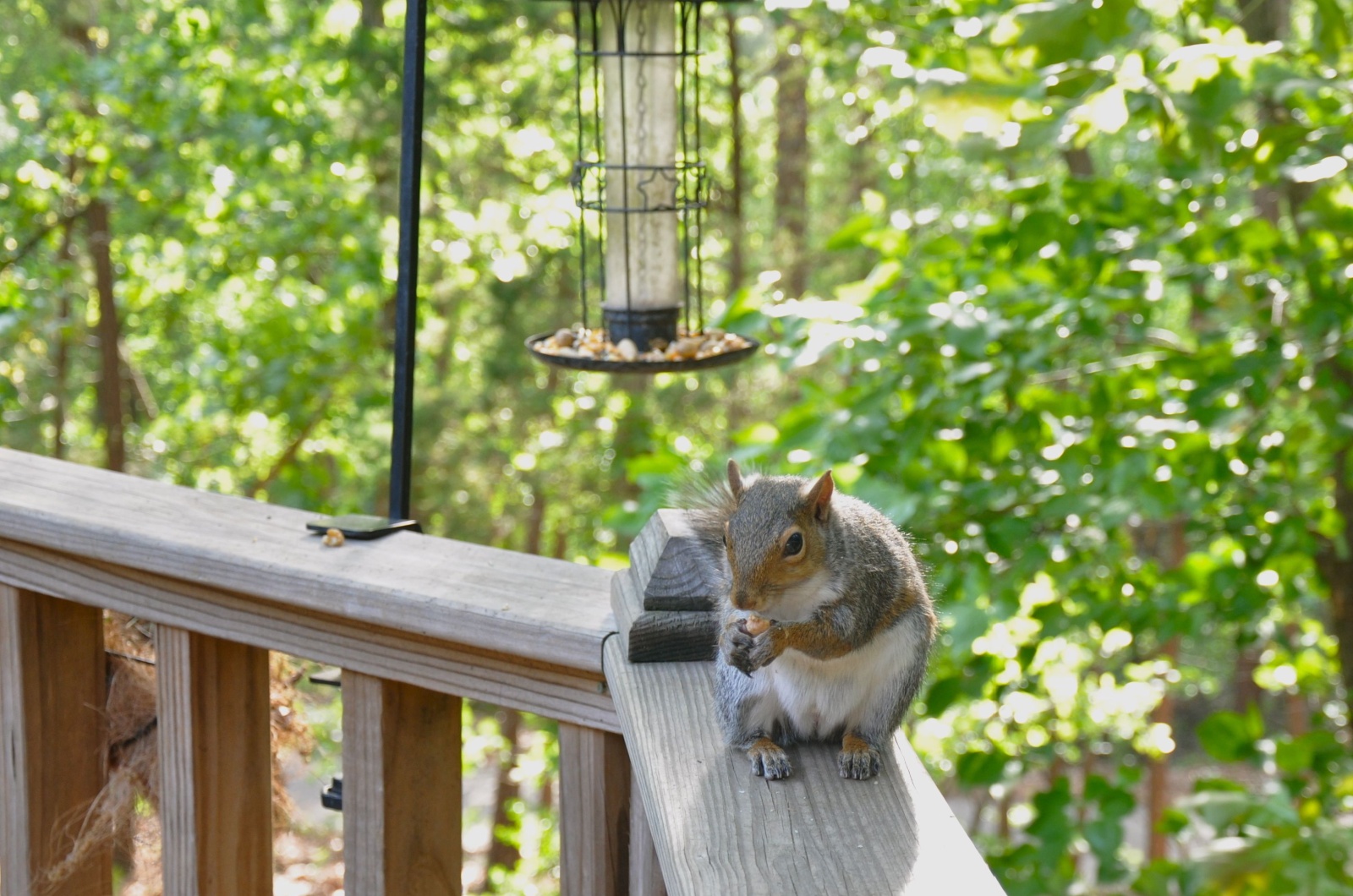 squirrel on a fence next to a bird feeder