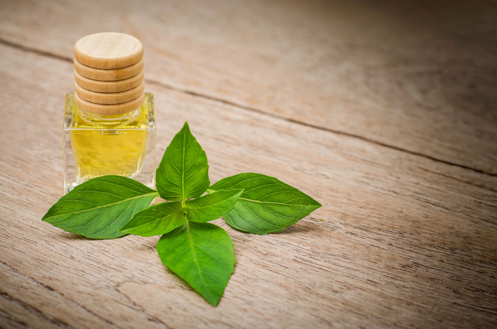 sweet Basil leaf with bottle of essential oil