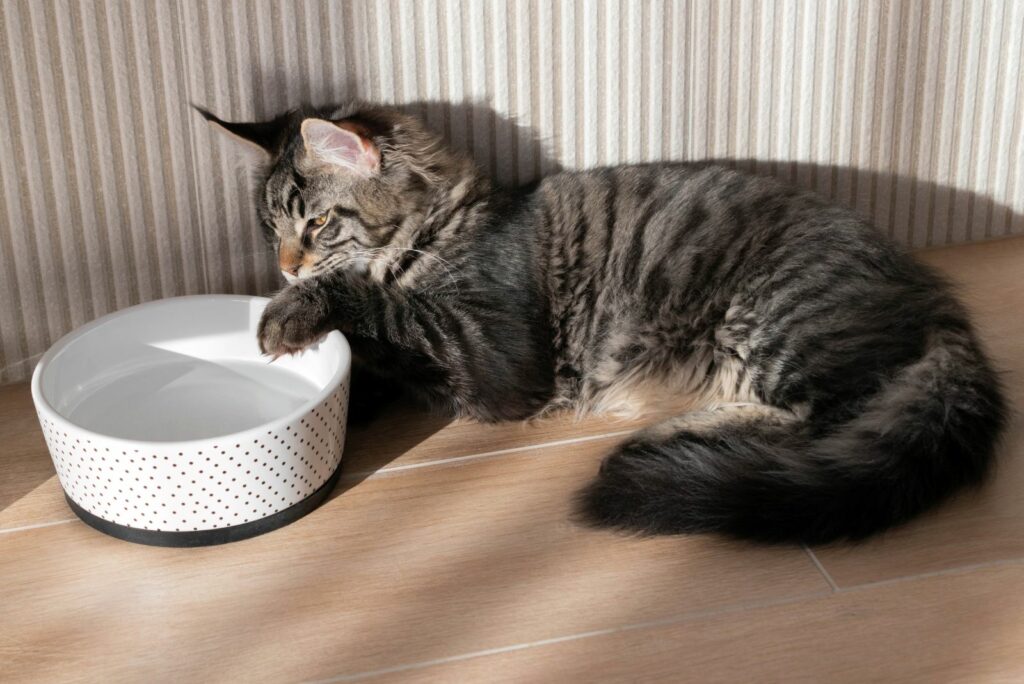 the cat is lying next to a bowl of water