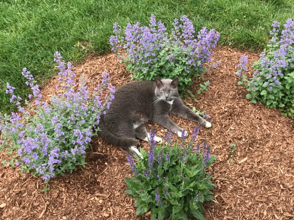 the cat is lying next to the catnip